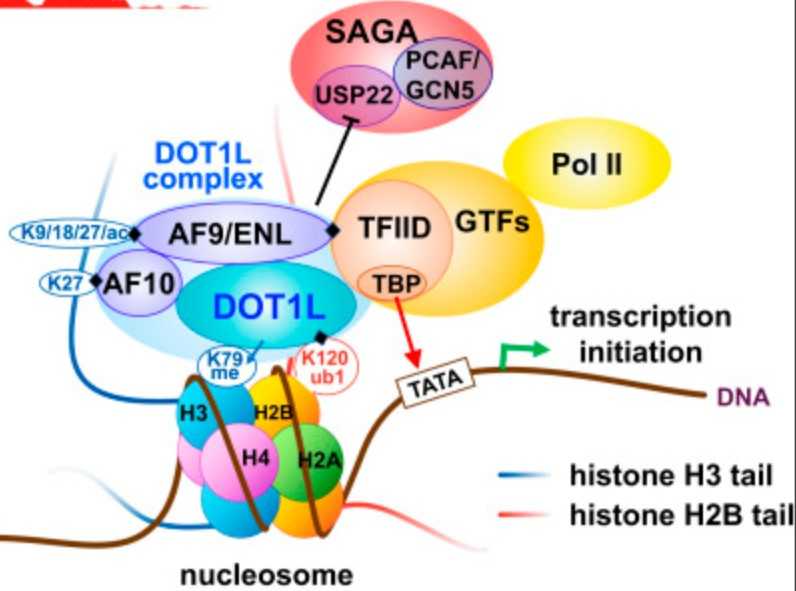 Model for the function of the DOT1L complex in transcription initiation and enhancement of H2Bub1 levels.jpg